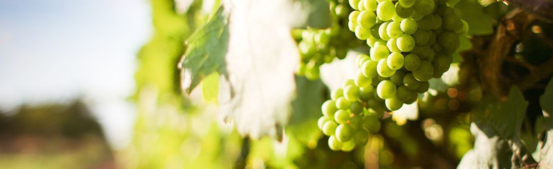 Önologie Profil Header Bild
