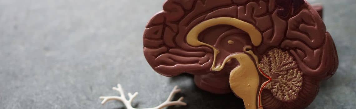 Neurowissenschaften Profil Header Bild