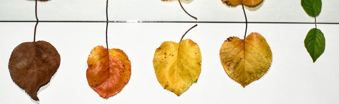 Biologie Profil Header Bild