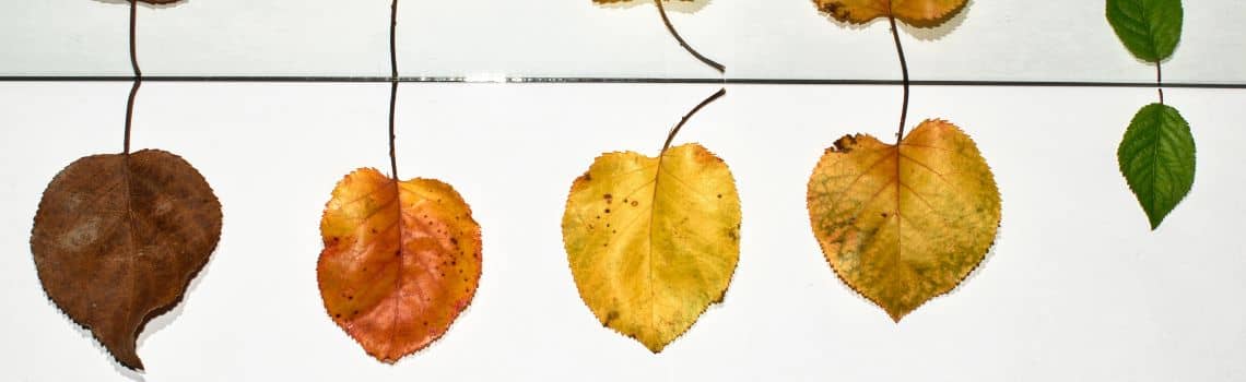 Biologie Profil Header Bild