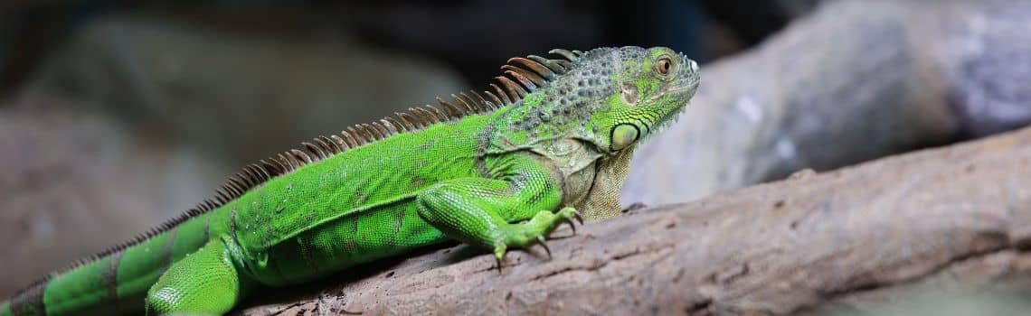 Zoologie Profil Header Bild