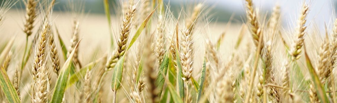 Agrarwissenschaften Profil Header Bild