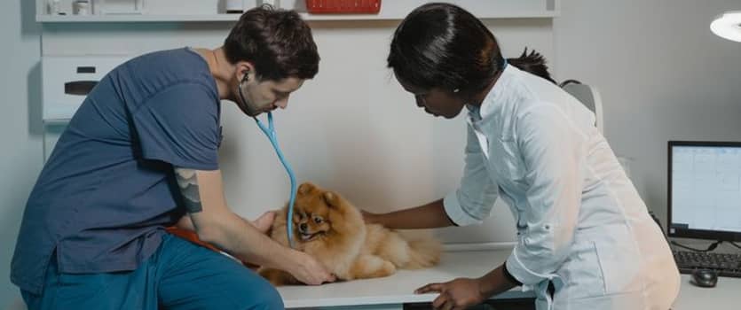 Zwischen Wiener Grant und Kaffeehausromantik- das Studium in Wien